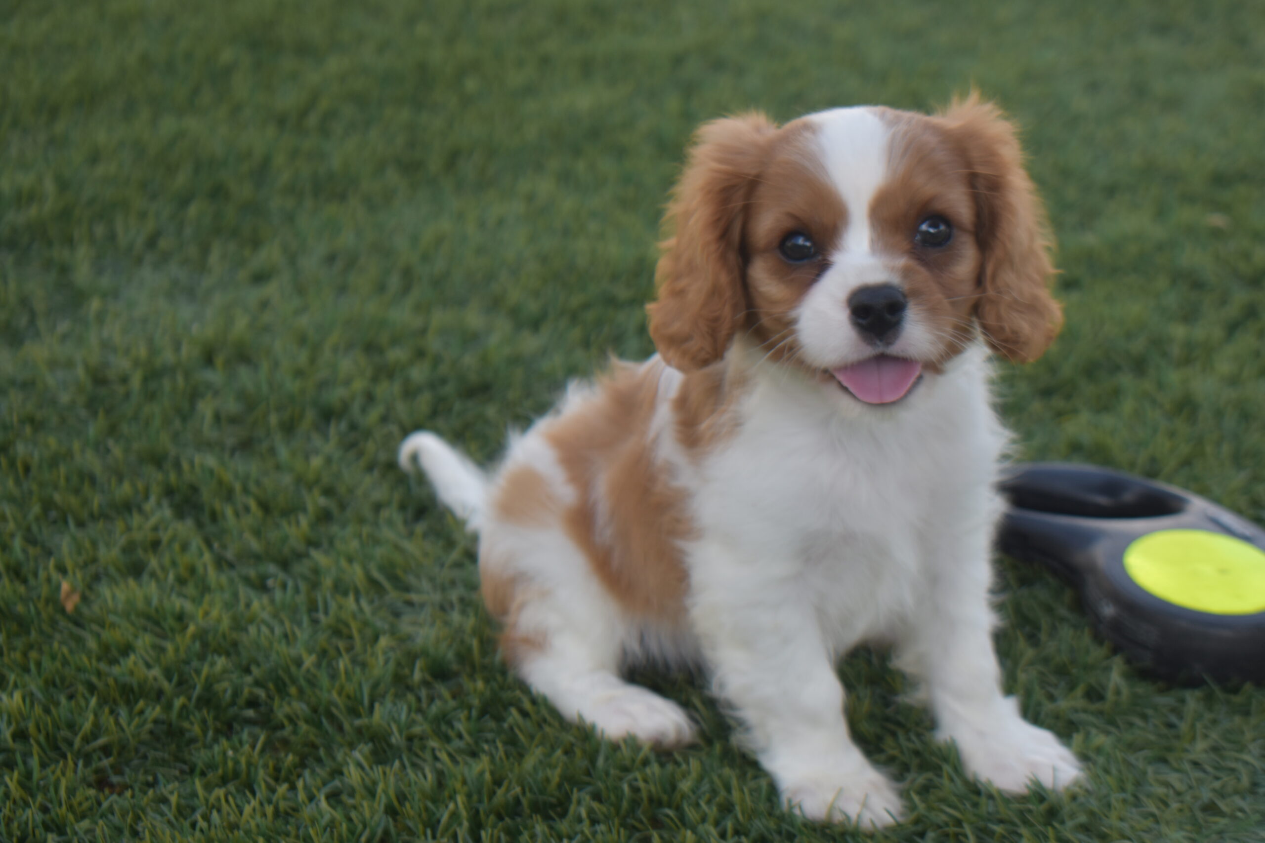 Mr.sparky the Cavalier