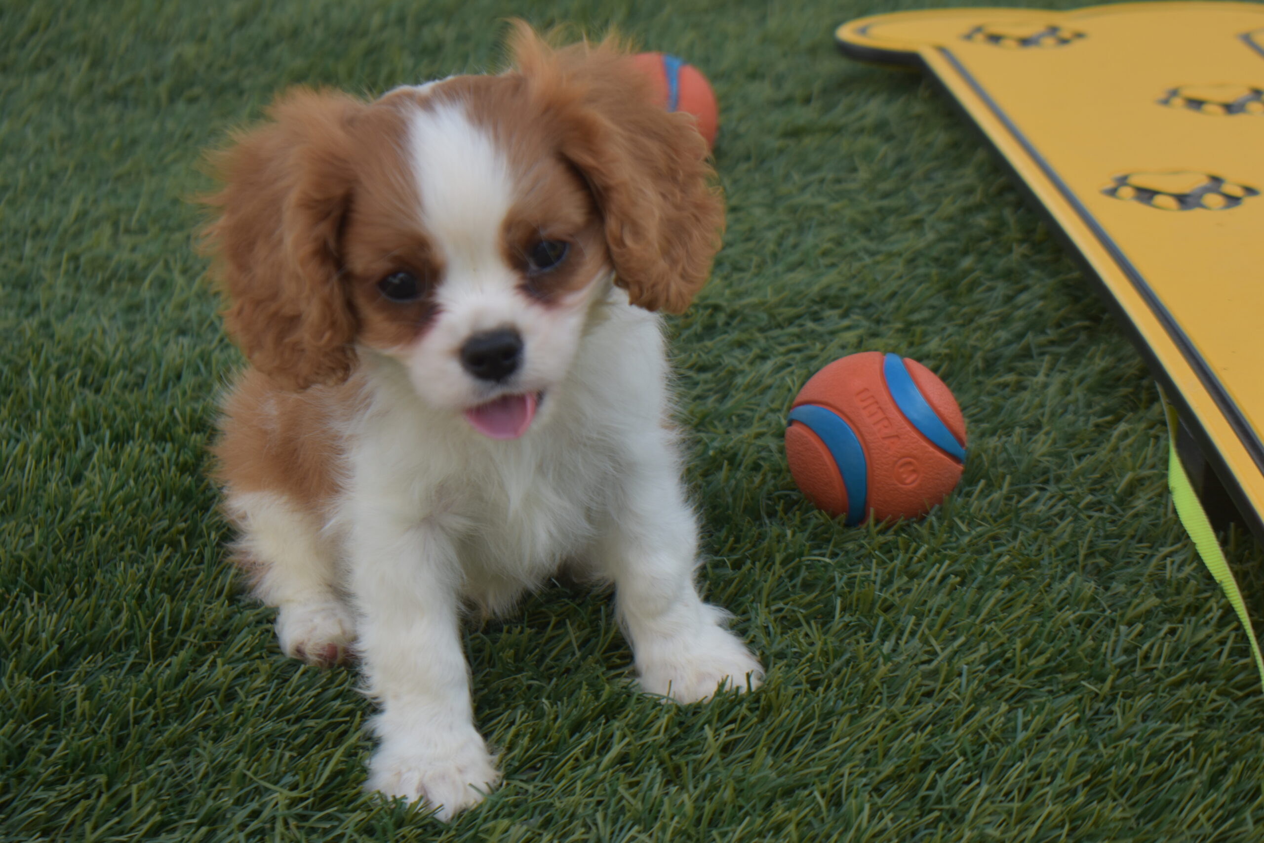 Mr. Rolo the Cavalier - Image 4