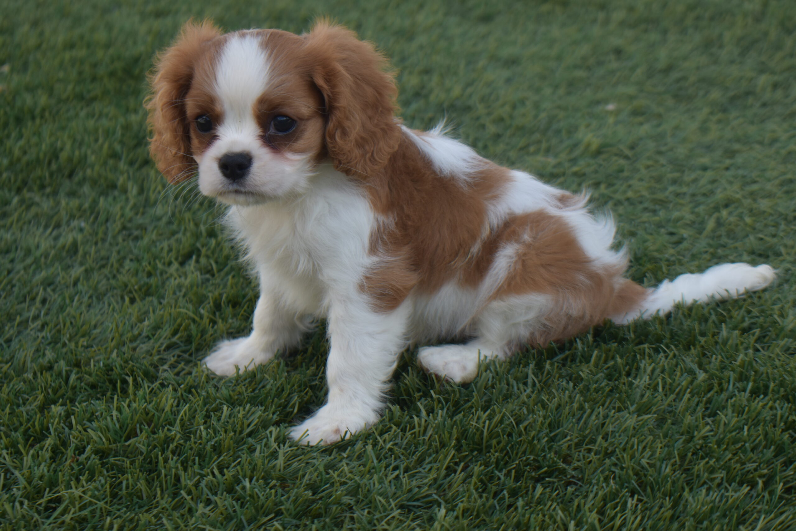 Mr. Rolo the Cavalier - Image 5
