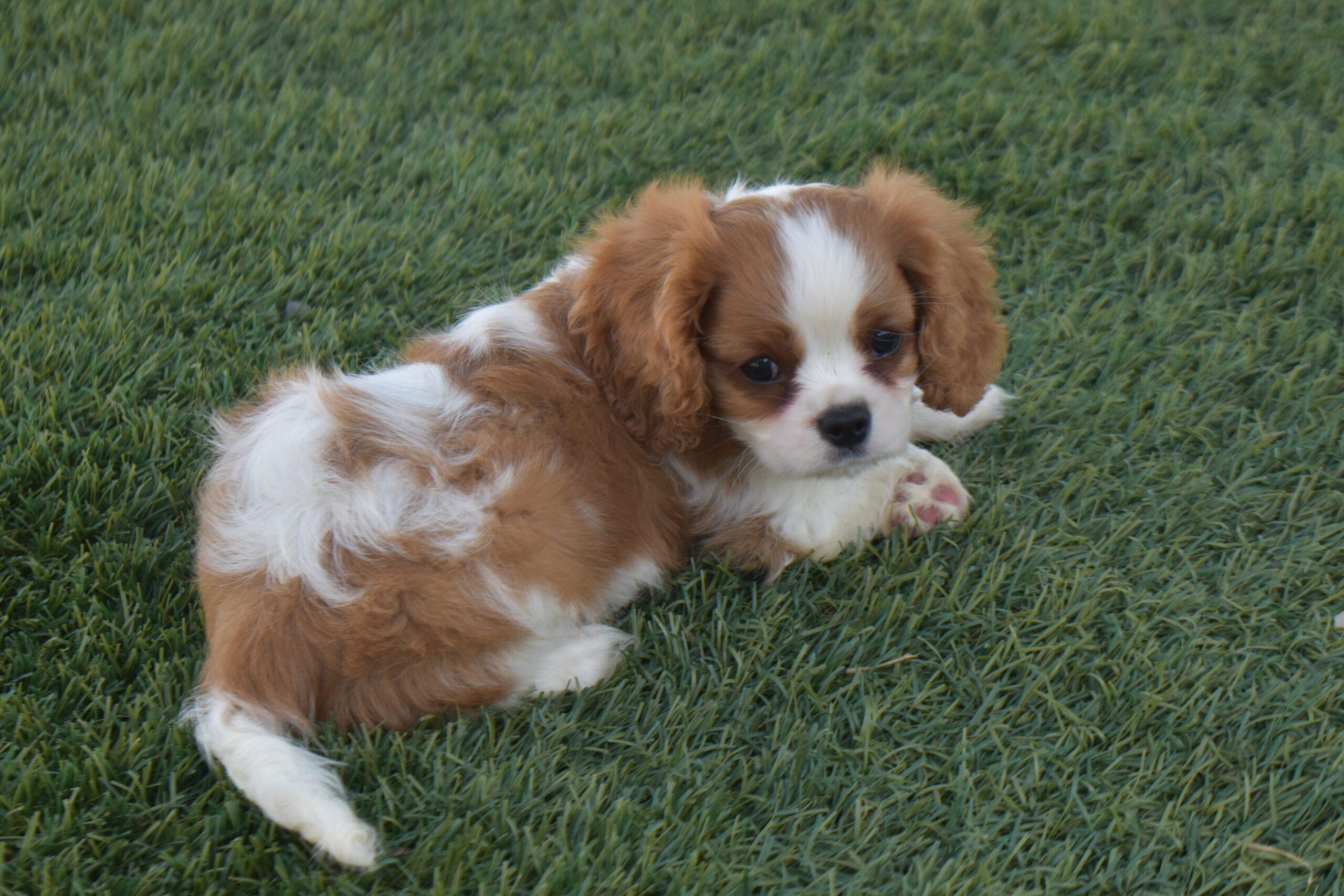 Mr. Rolo the Cavalier - Image 6