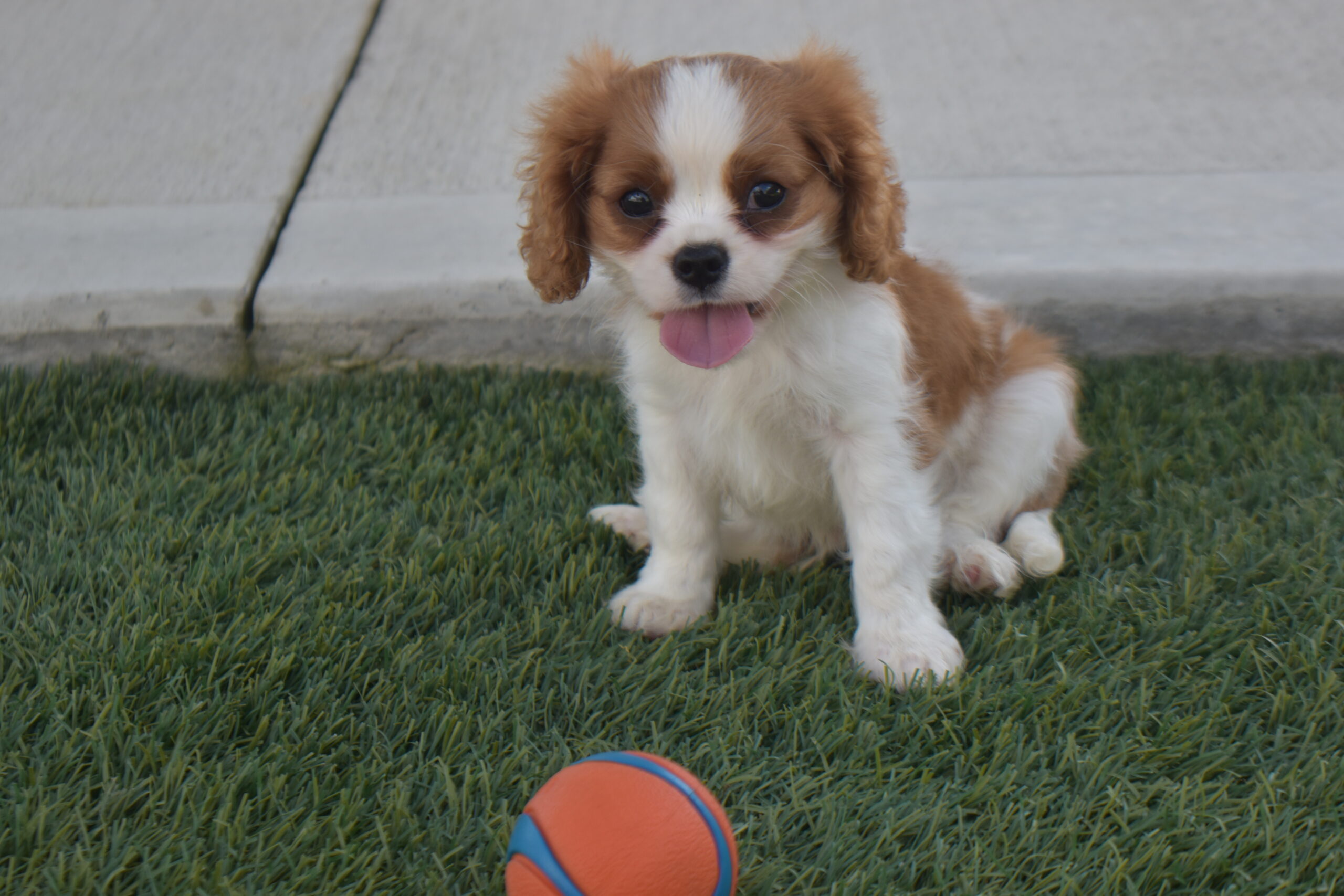Mr. Rolo the Cavalier - Image 2