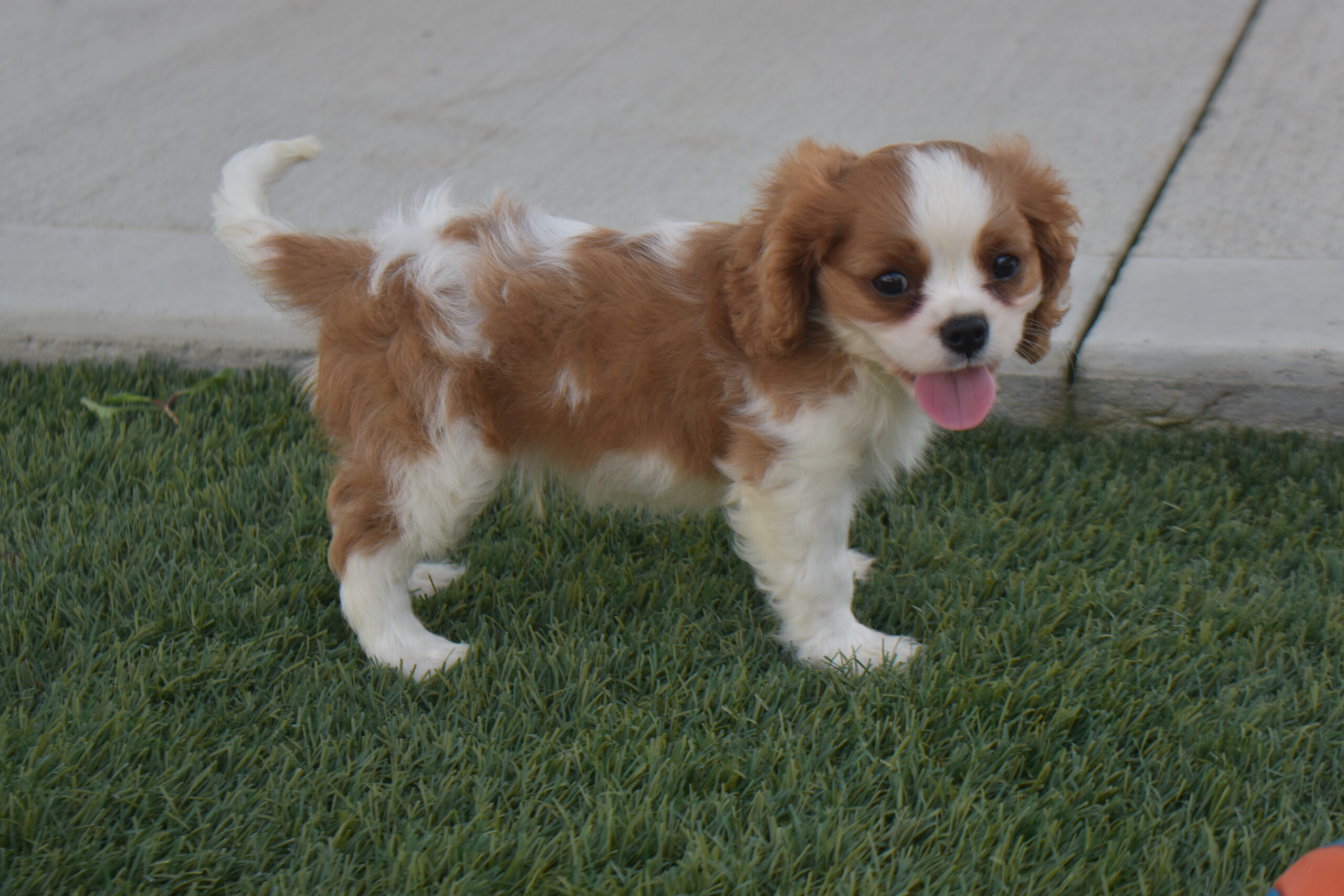 Mr. Rolo the Cavalier - Image 3