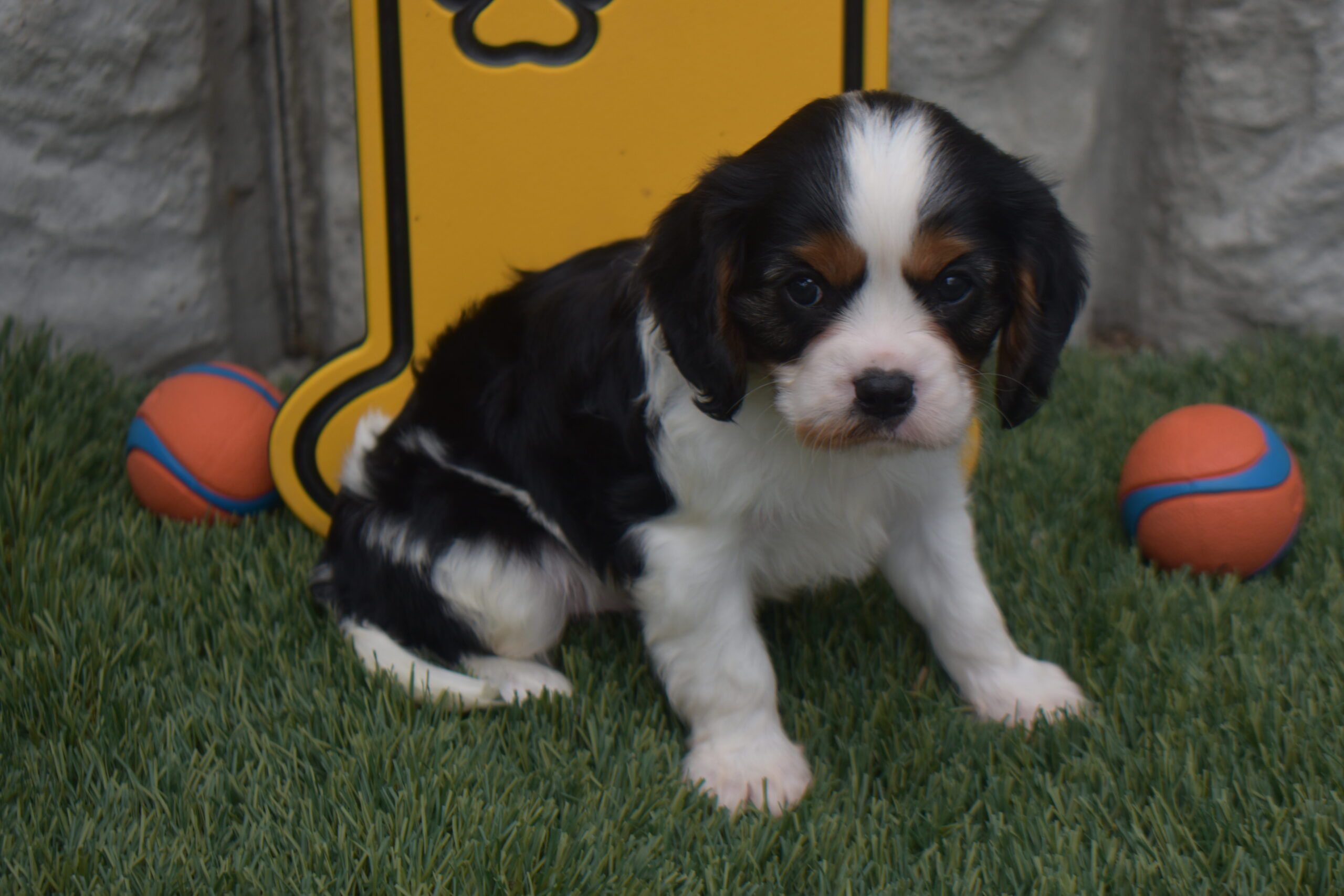 Mr. Mickey the Cavalier - Image 4