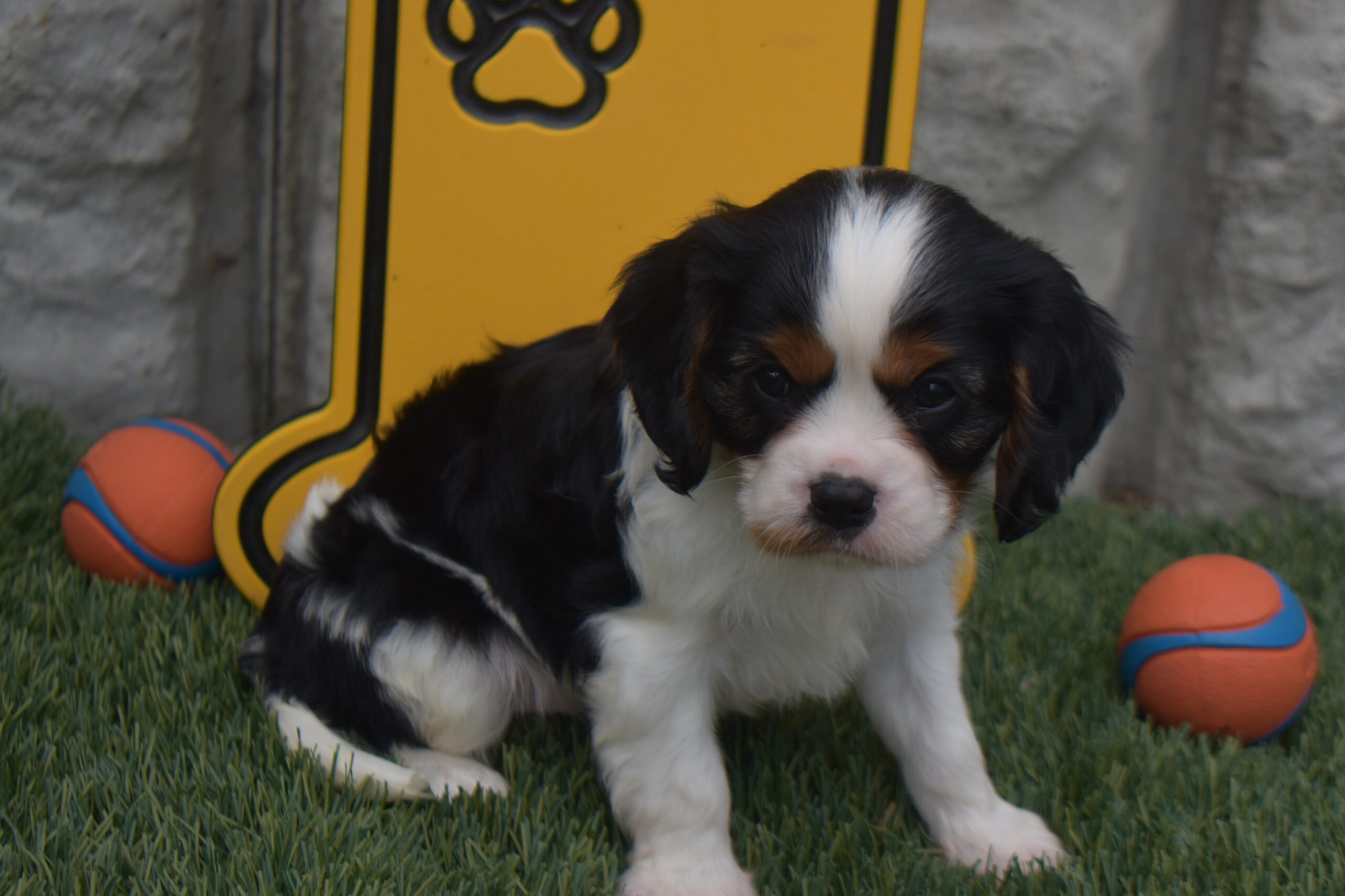 Mr. Mickey the Cavalier - Image 3
