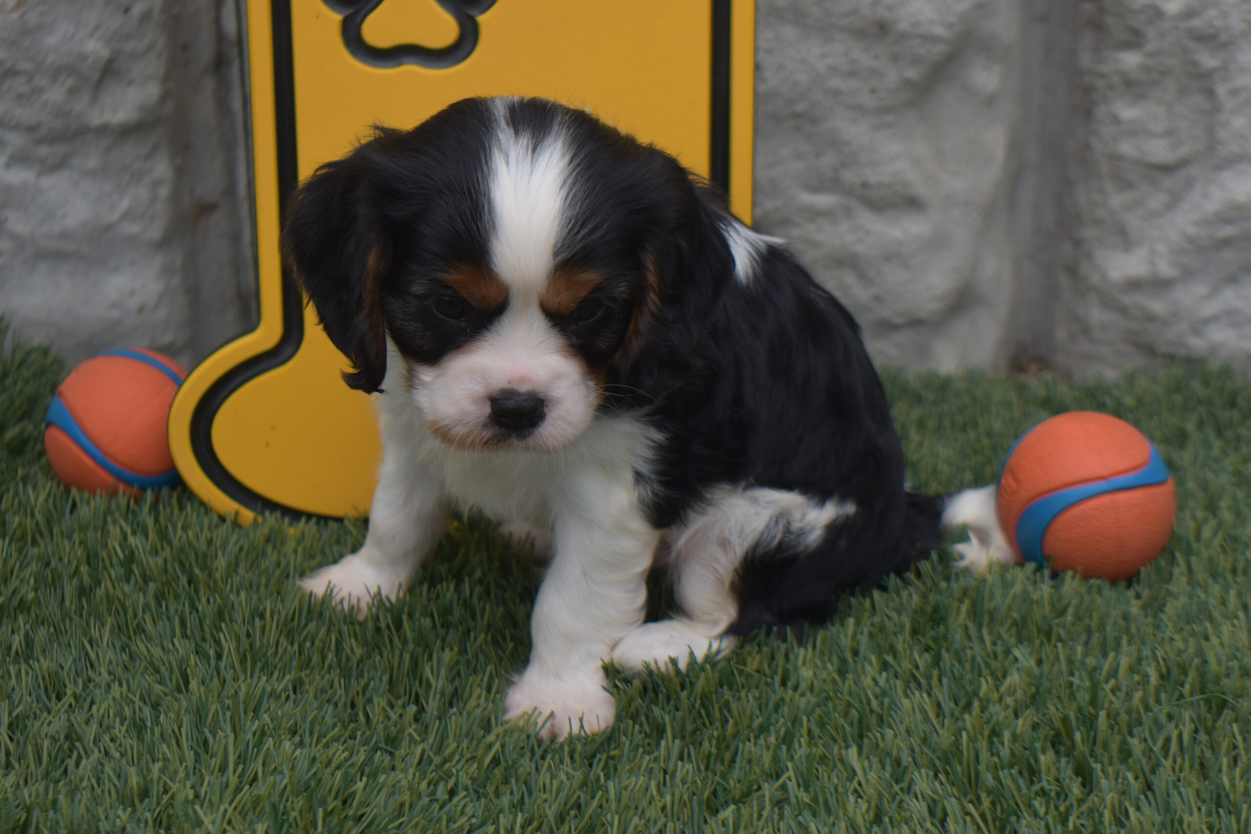 Mr. Mickey the Cavalier - Image 5