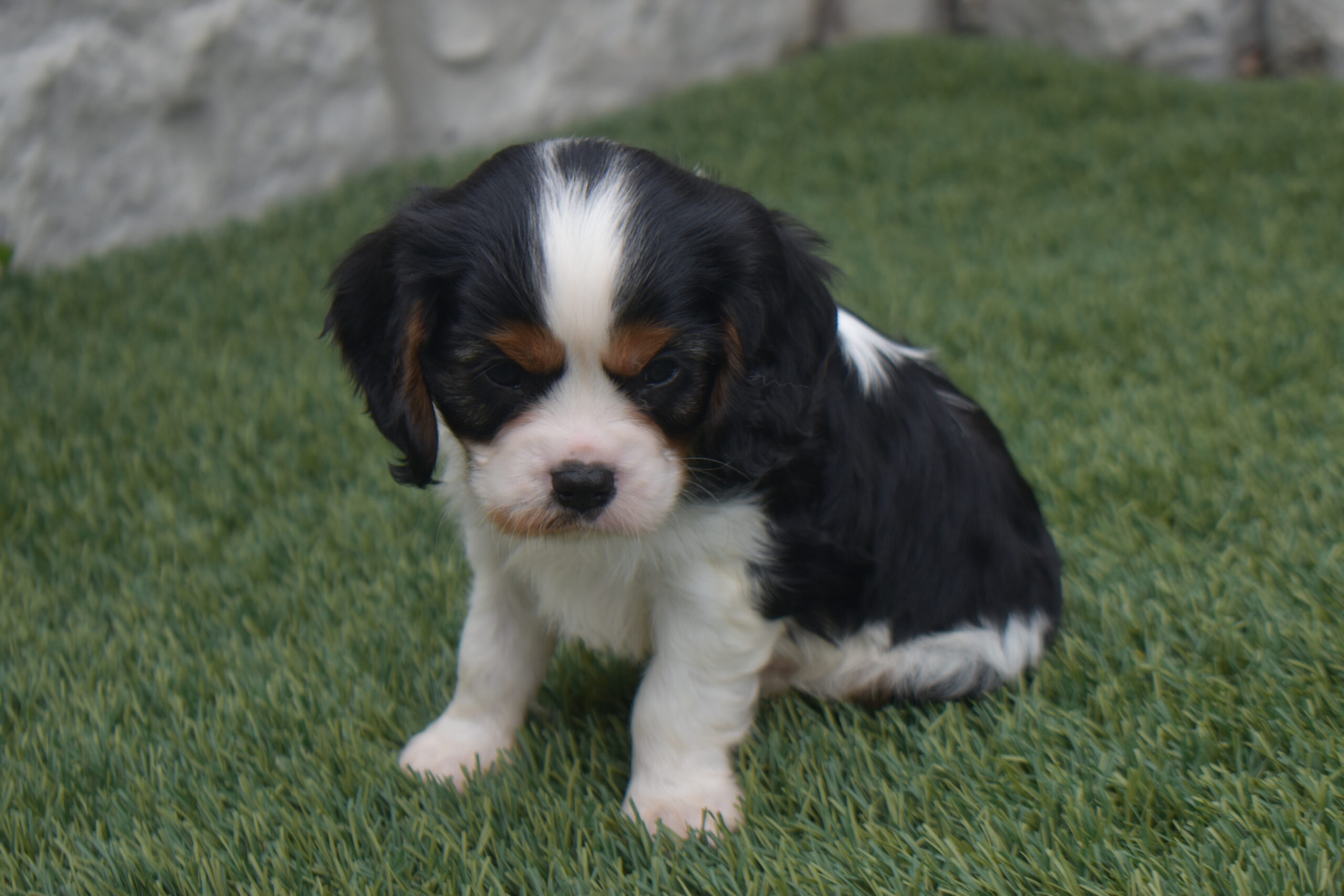 Mr. Mickey the Cavalier - Image 2