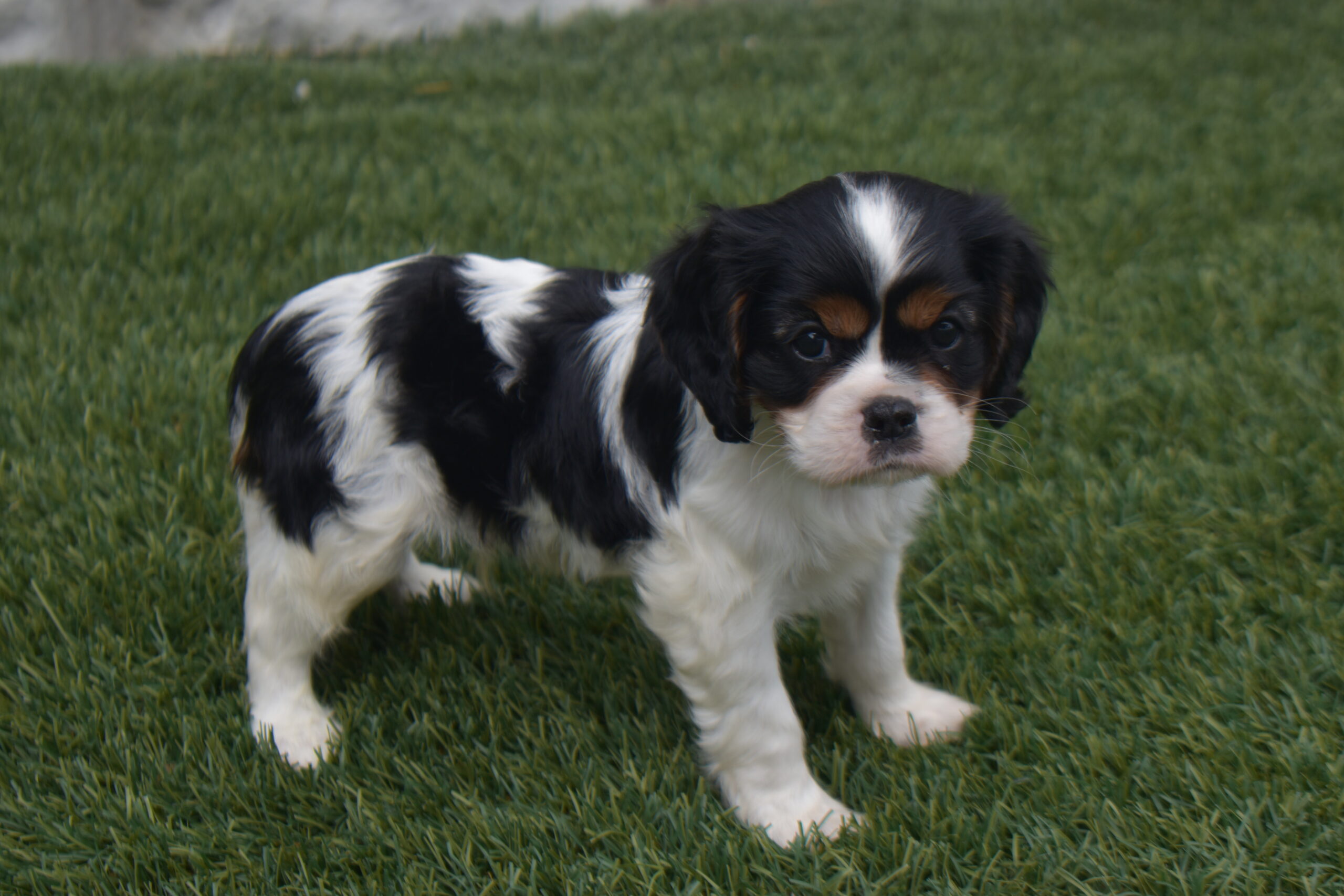 Mr.nemo the Cavalier - Image 4