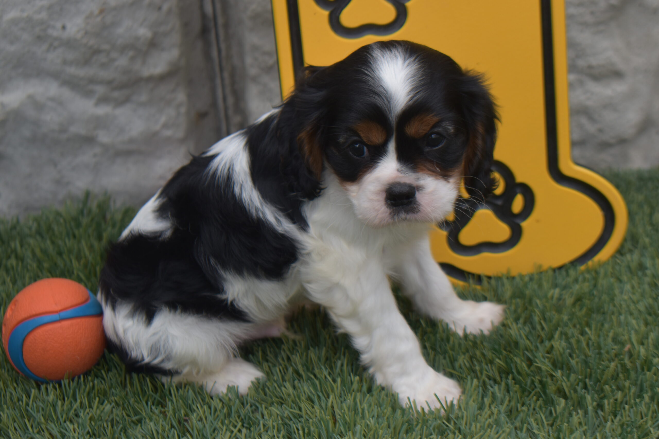 Mr.nemo the Cavalier