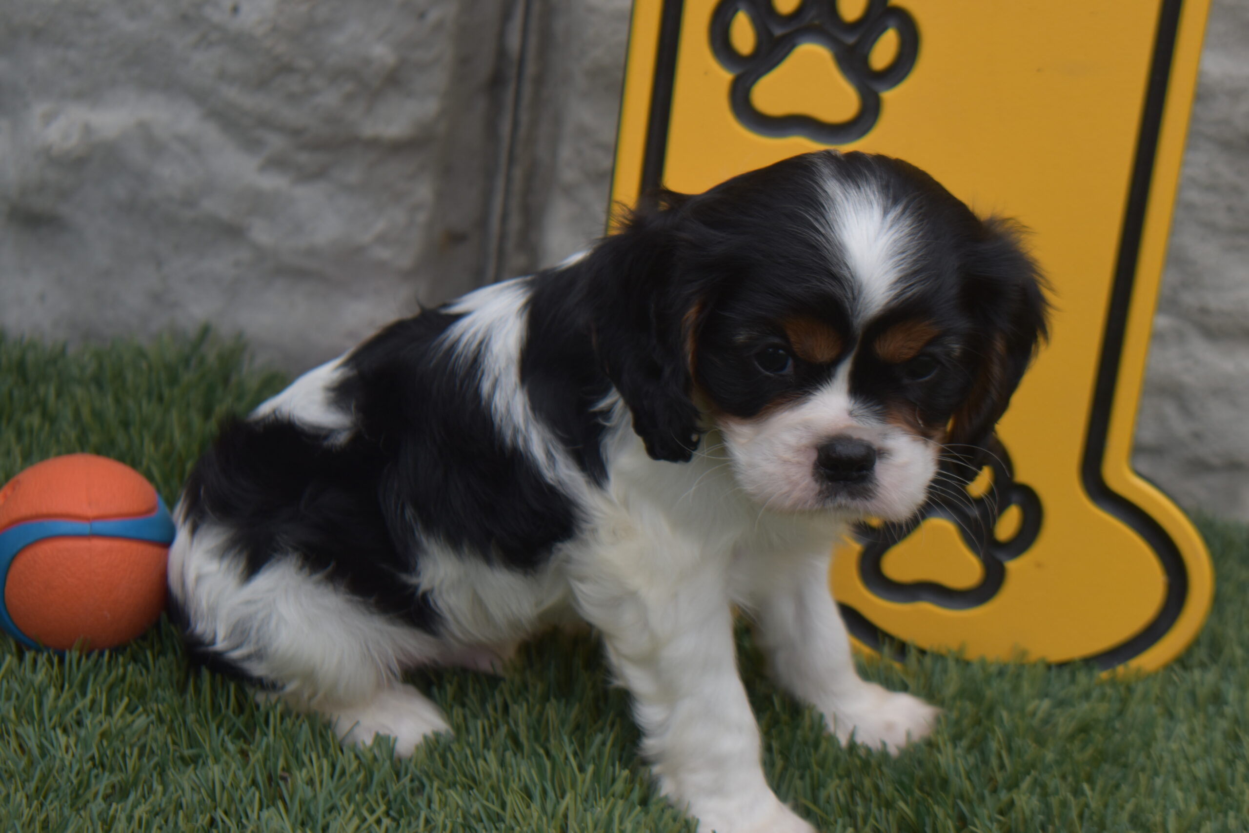 Mr.nemo the Cavalier - Image 2