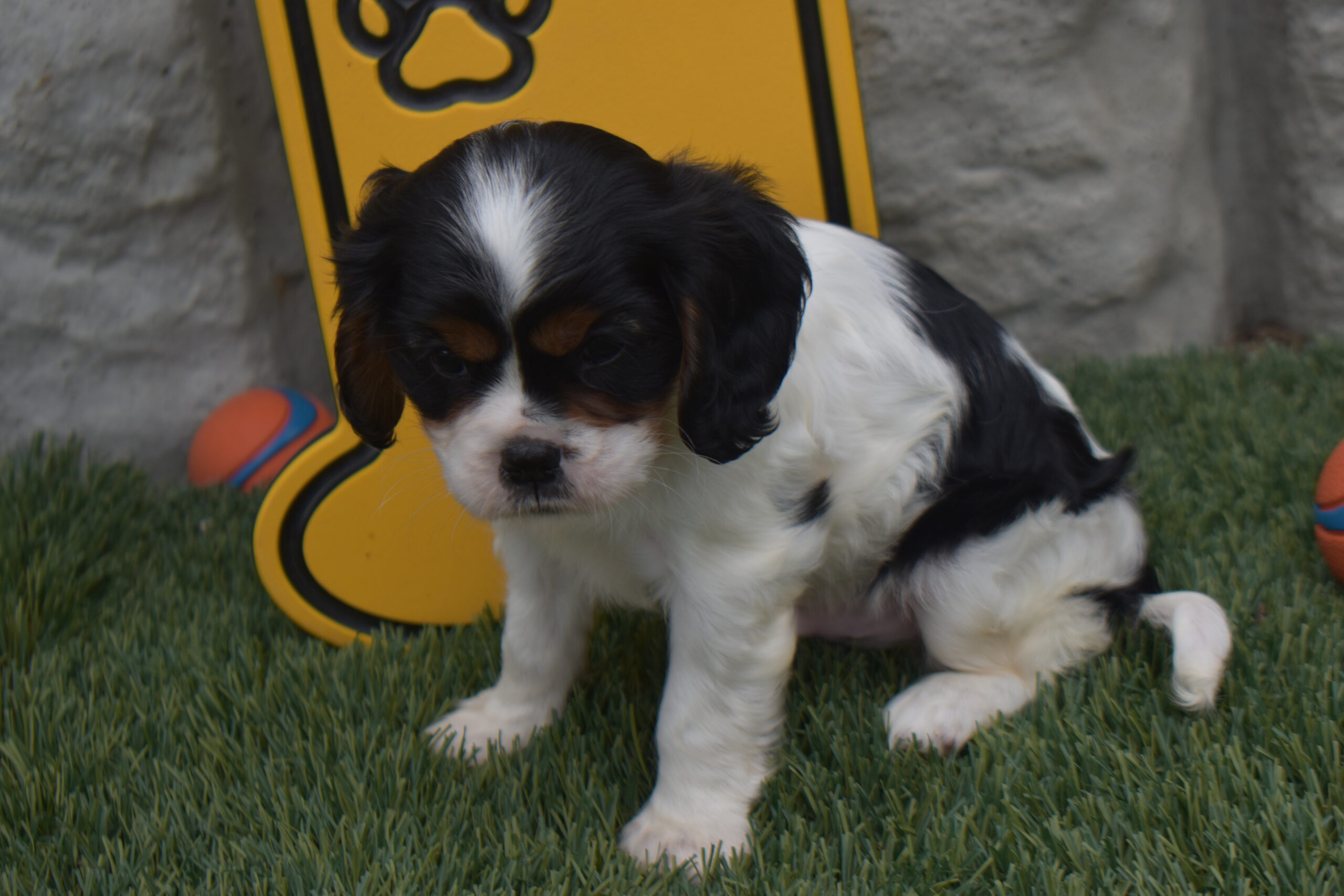 Mr.nemo the Cavalier - Image 3