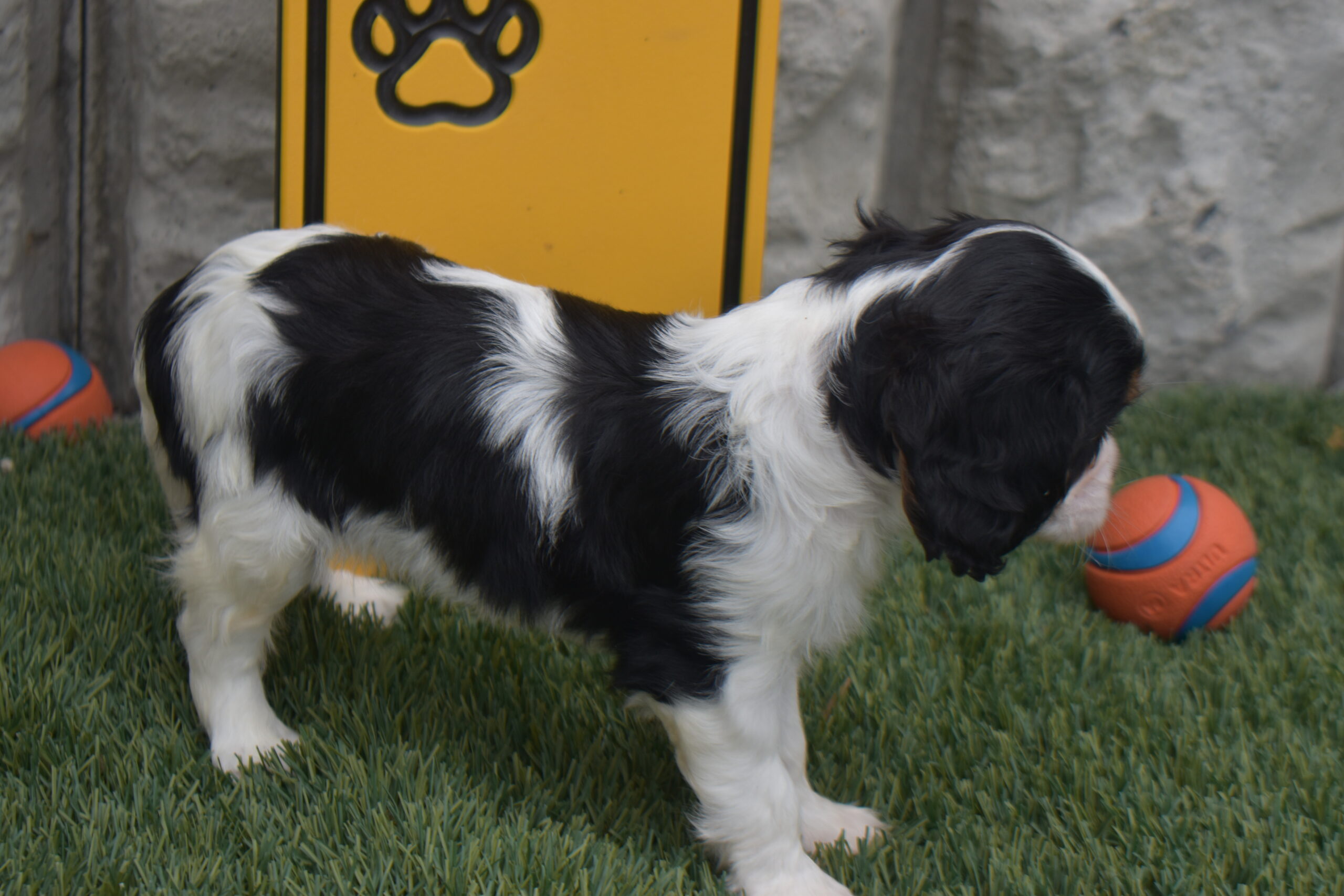 Mr. Lee the Cavalier - Image 3