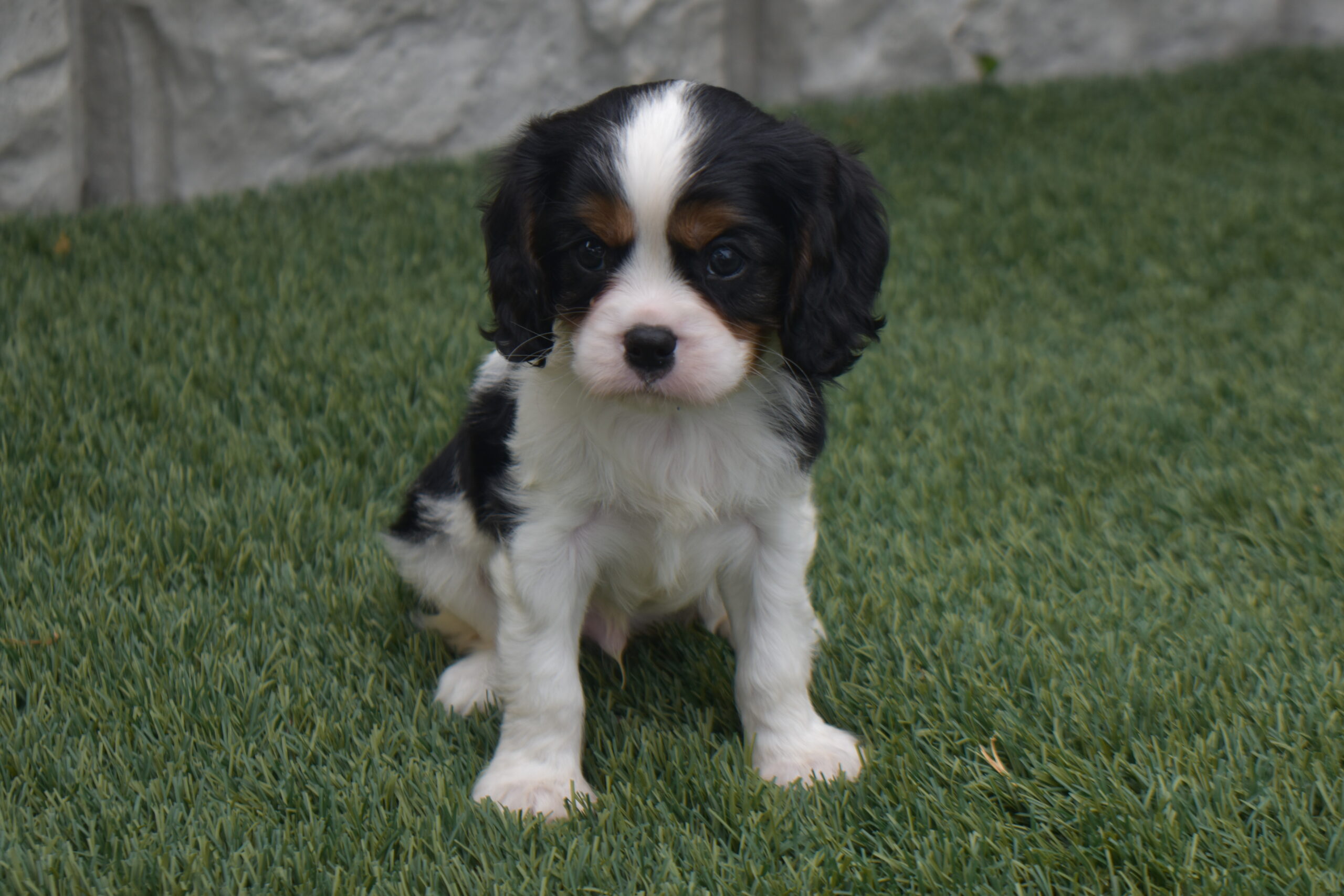 Mr. Lee the Cavalier