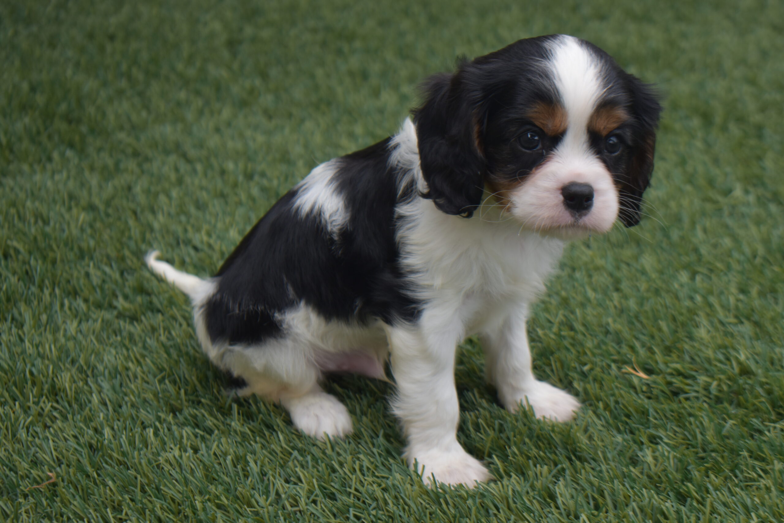 Mr. Lee the Cavalier - Image 5
