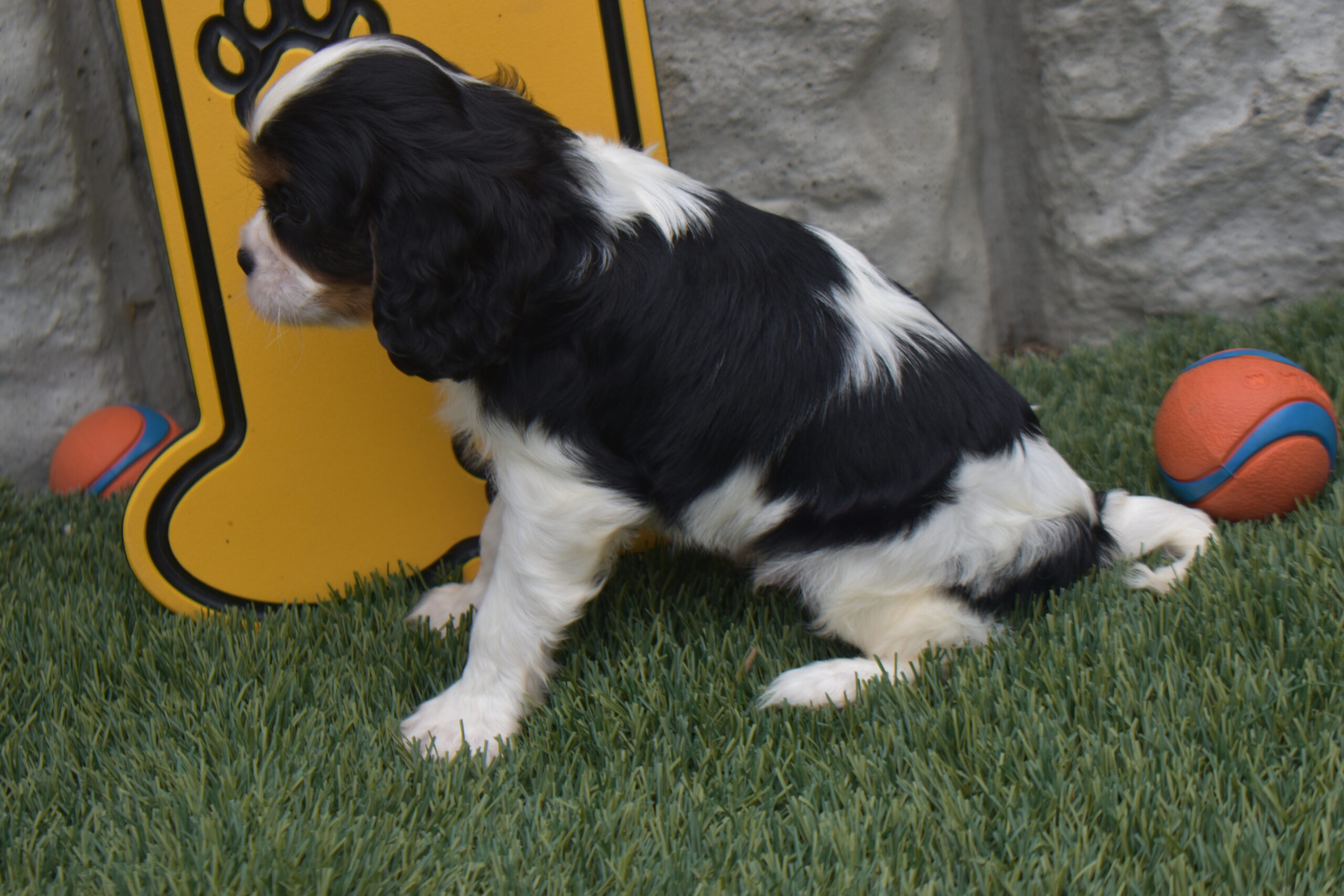 Mr. Lee the Cavalier - Image 4