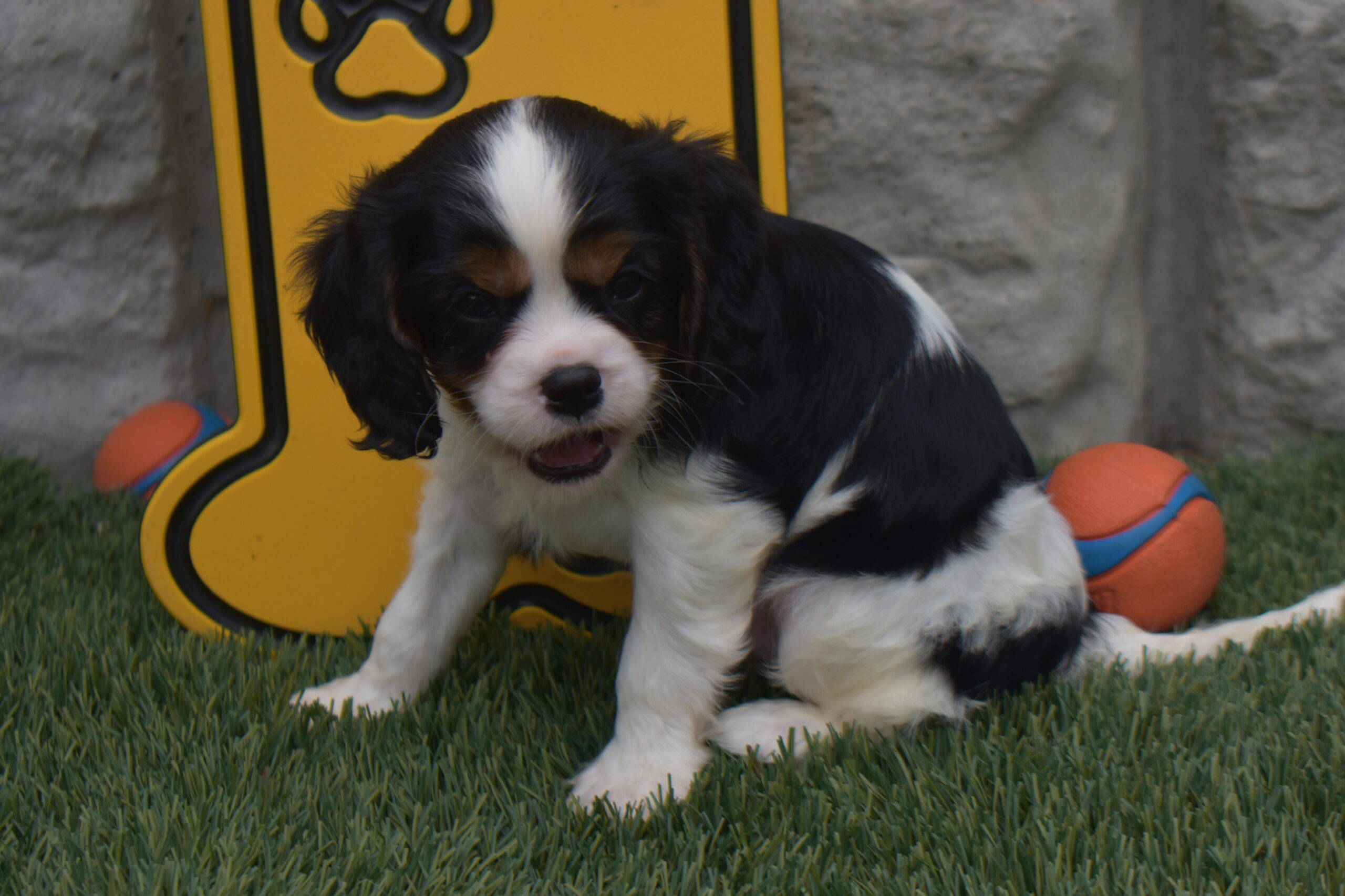 Mr. Lee the Cavalier - Image 2