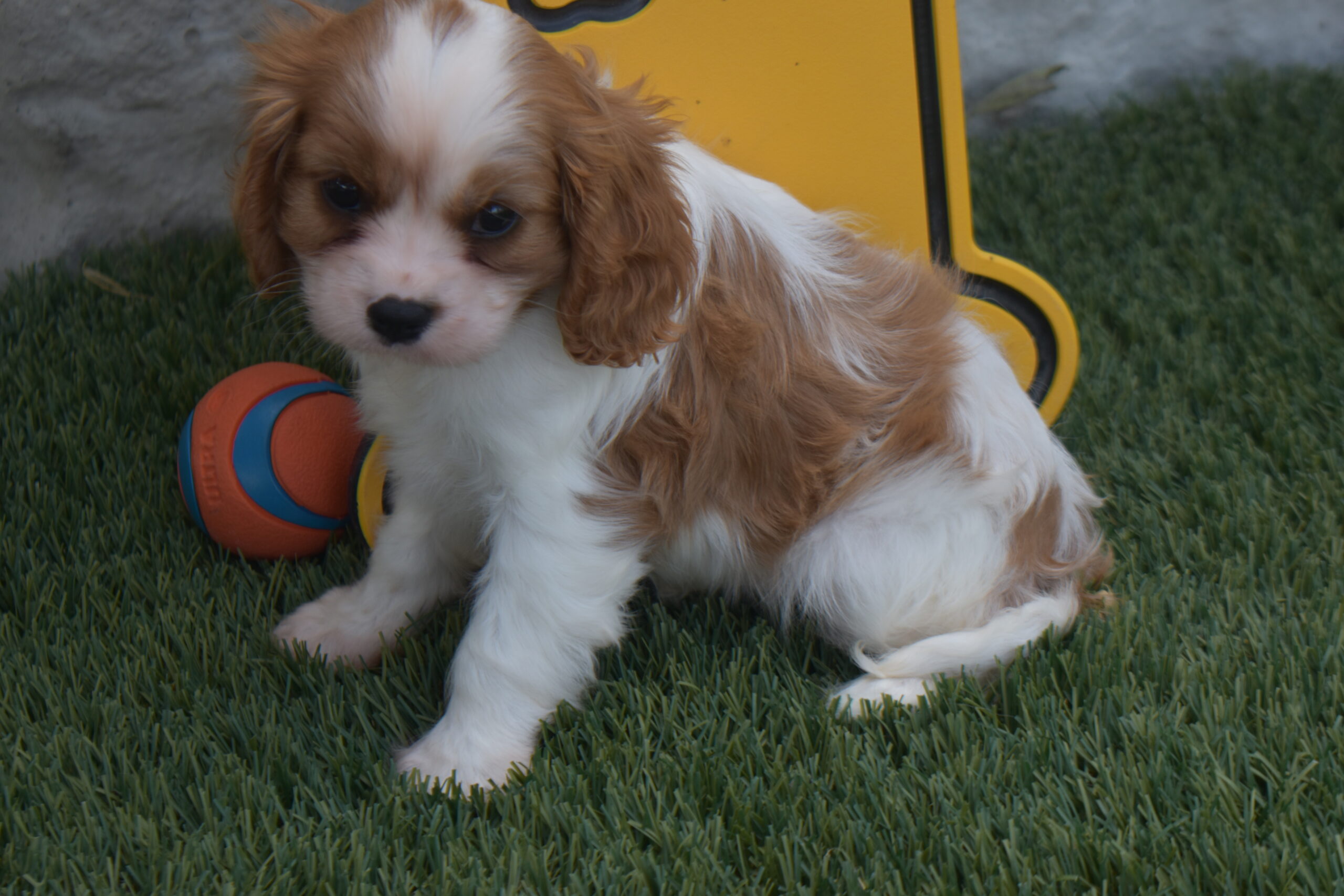 Mr.luke the Cavalier - Image 3