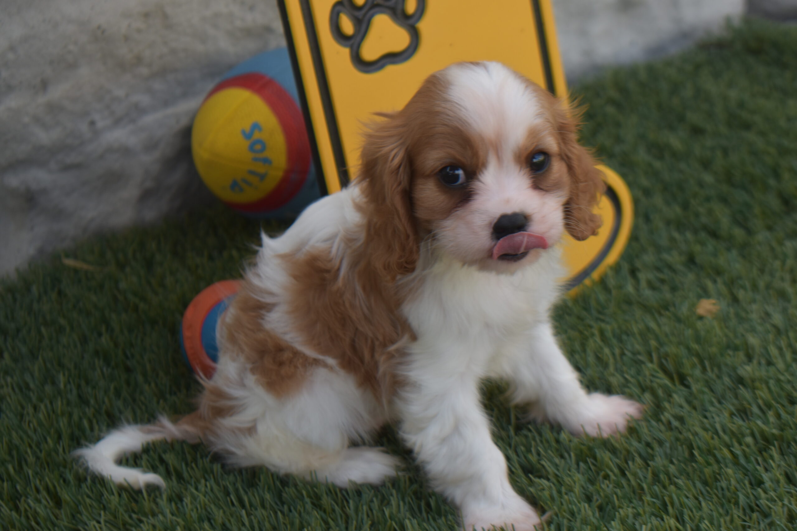 Mr.luke the Cavalier - Image 2