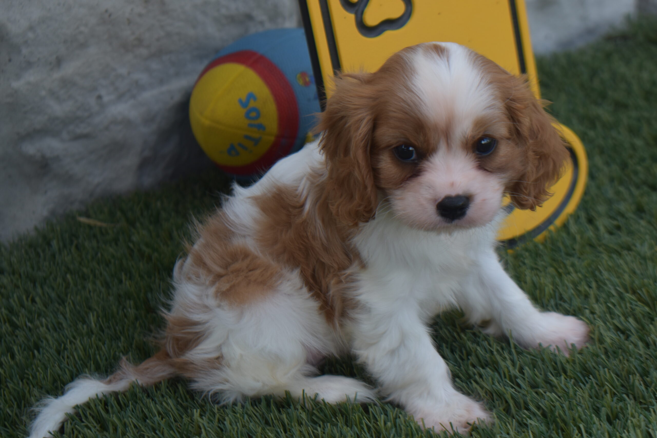 Mr.luke the Cavalier