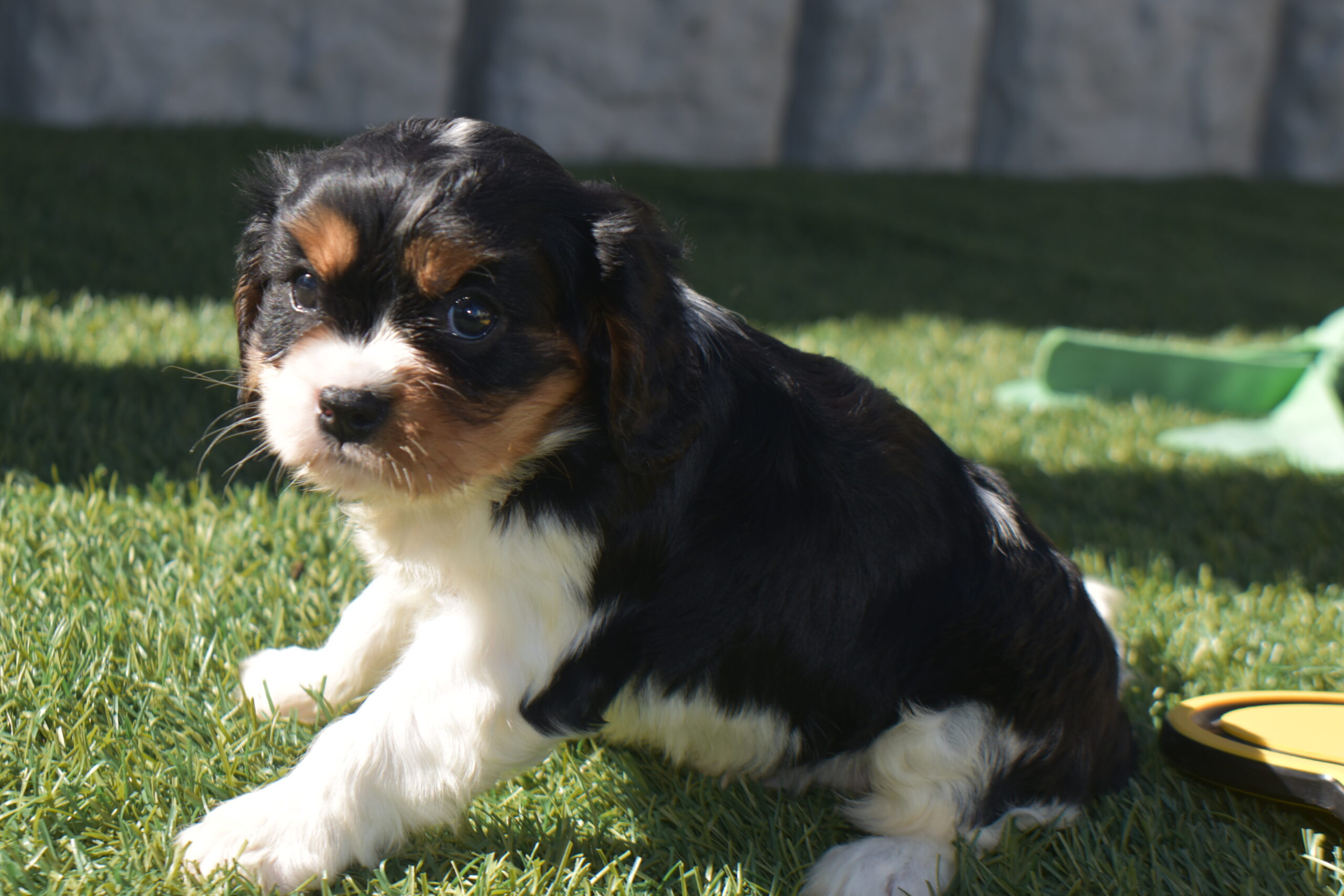 Mr.blake the Cavalier - Image 3