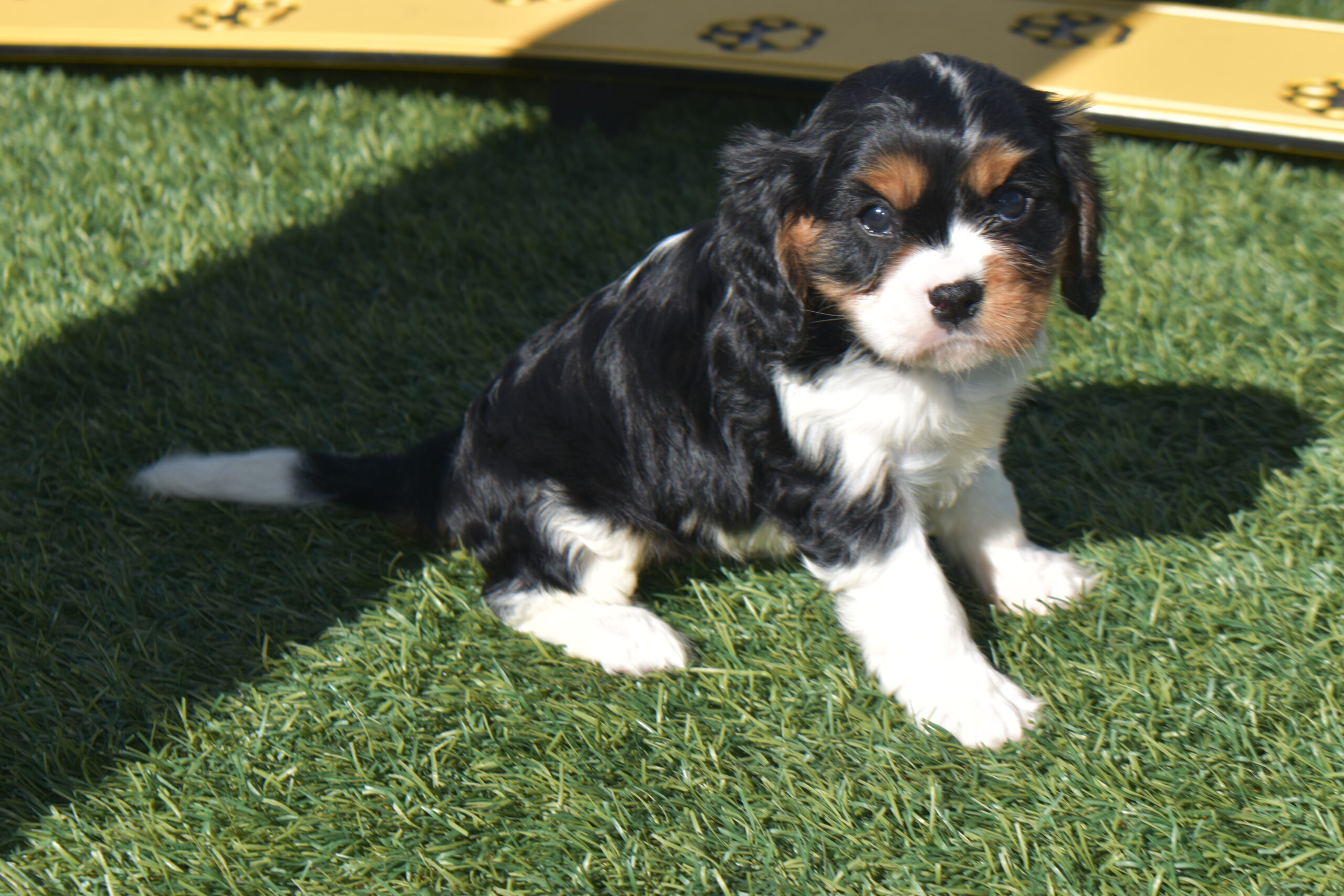 Mr.blake the Cavalier