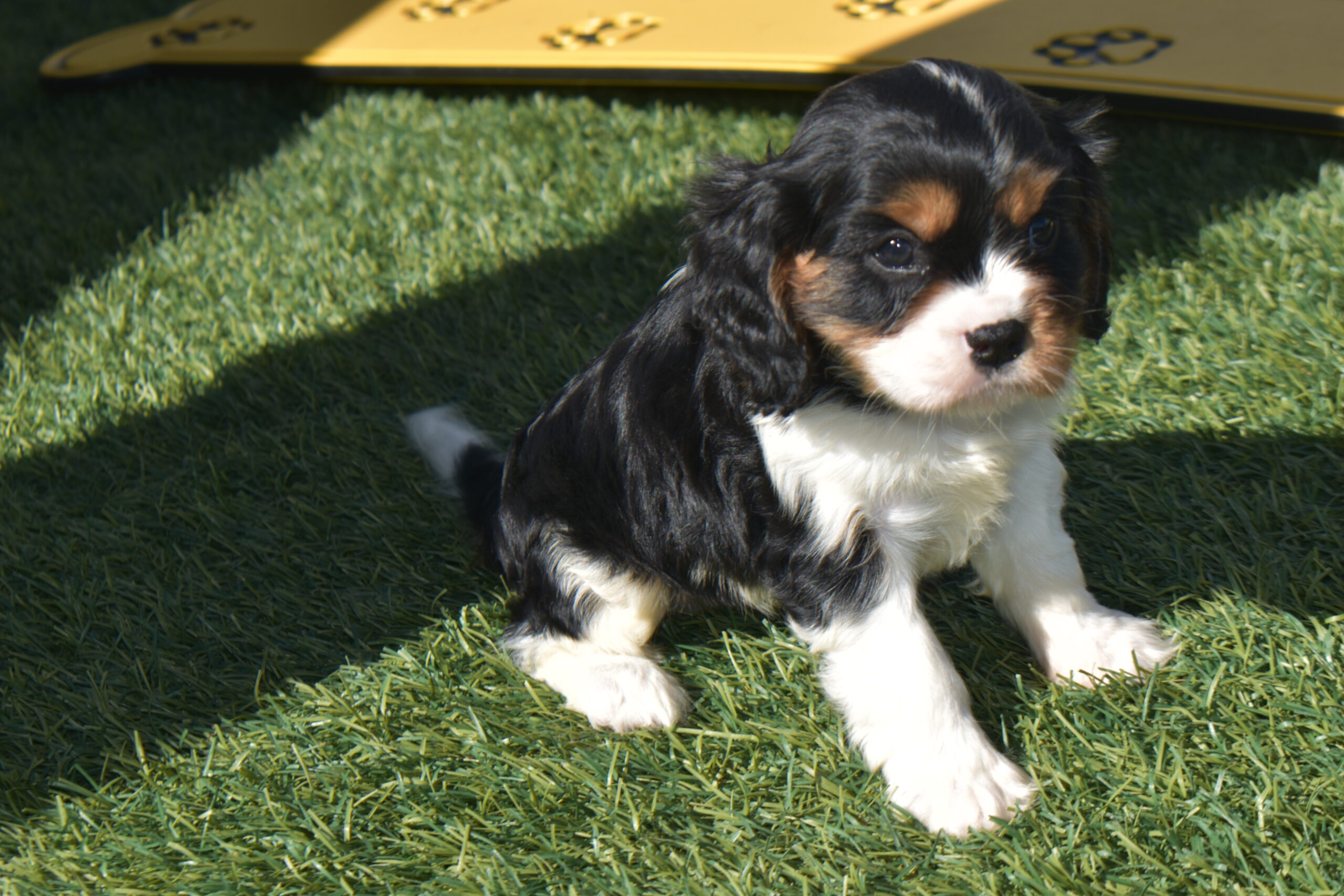 Mr.blake the Cavalier - Image 2