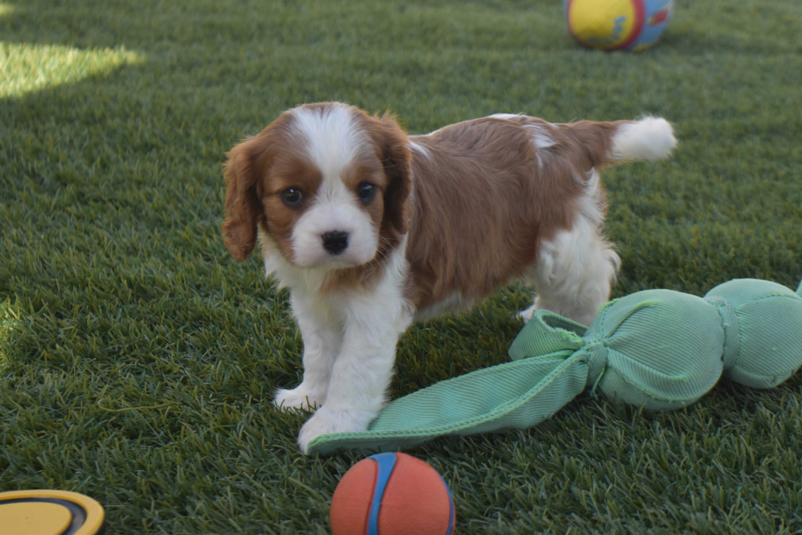 Ms. Bella the Cavalier