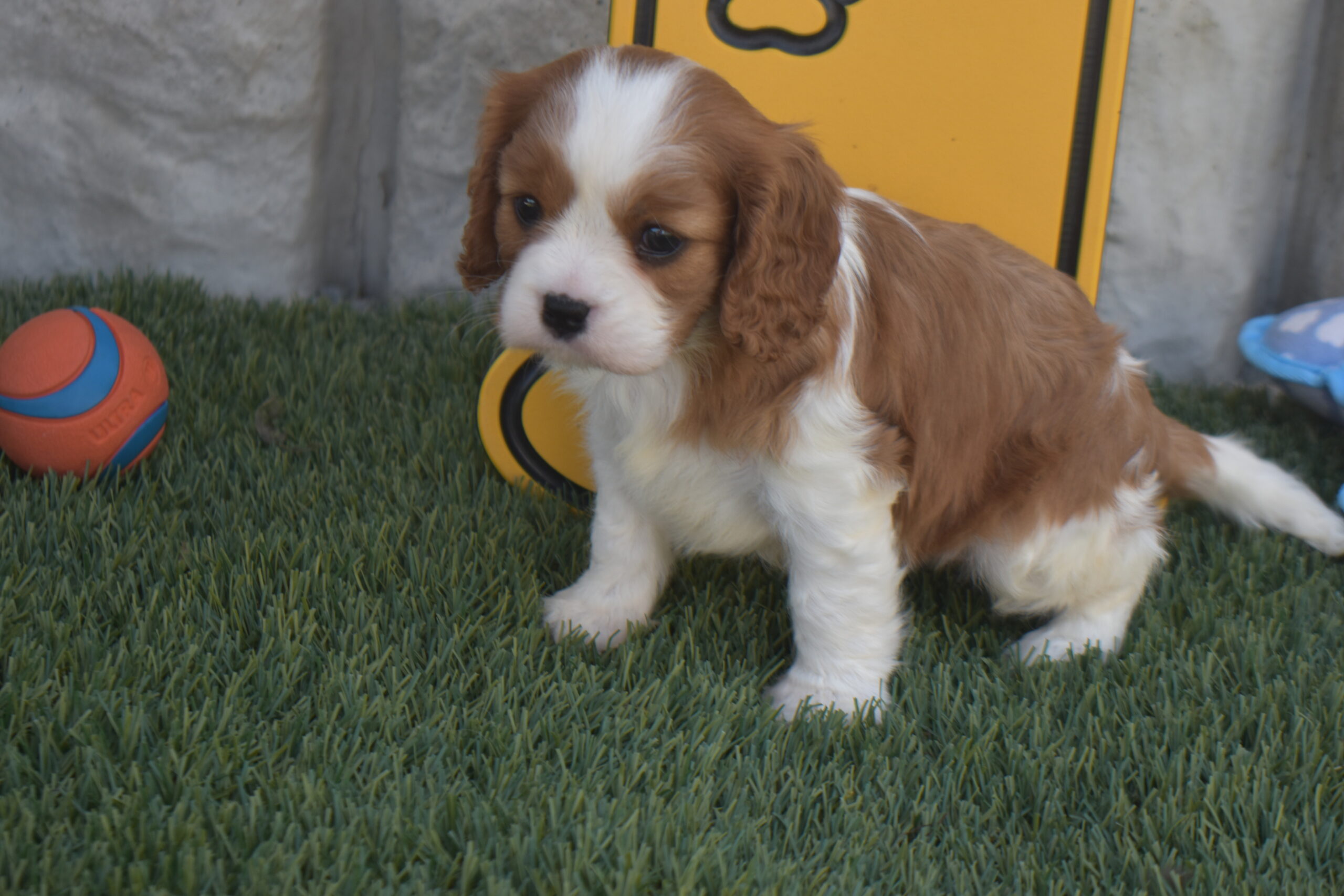 Ms. Bella the Cavalier - Image 5