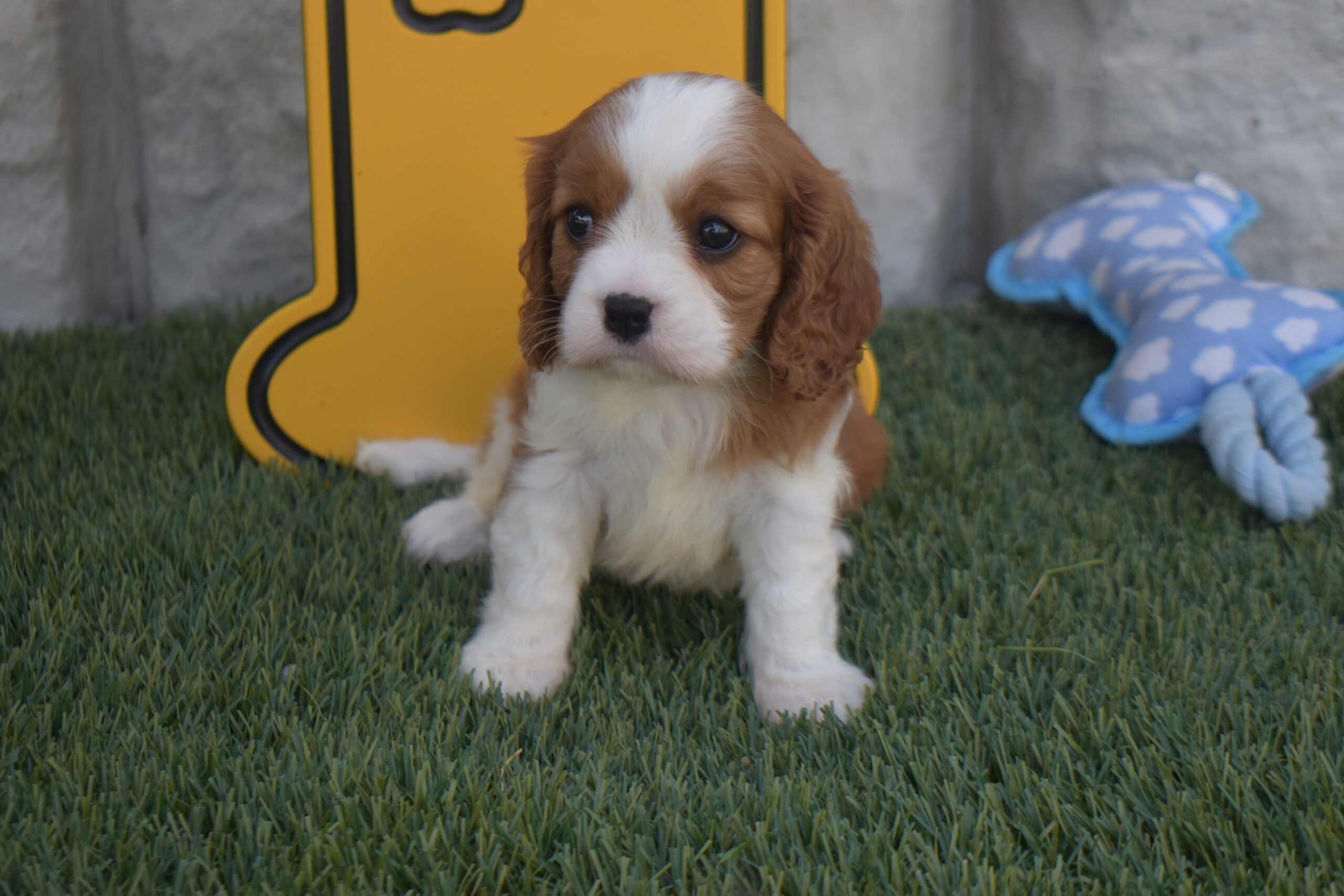 Ms. Bella the Cavalier - Image 3