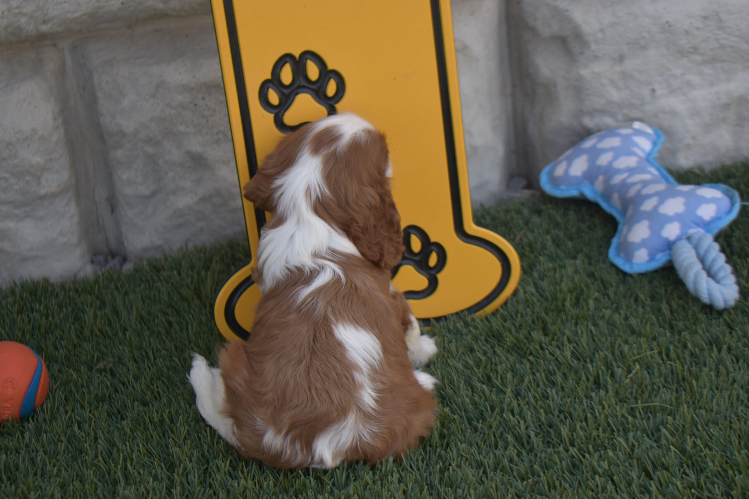 Ms. Bella the Cavalier - Image 4
