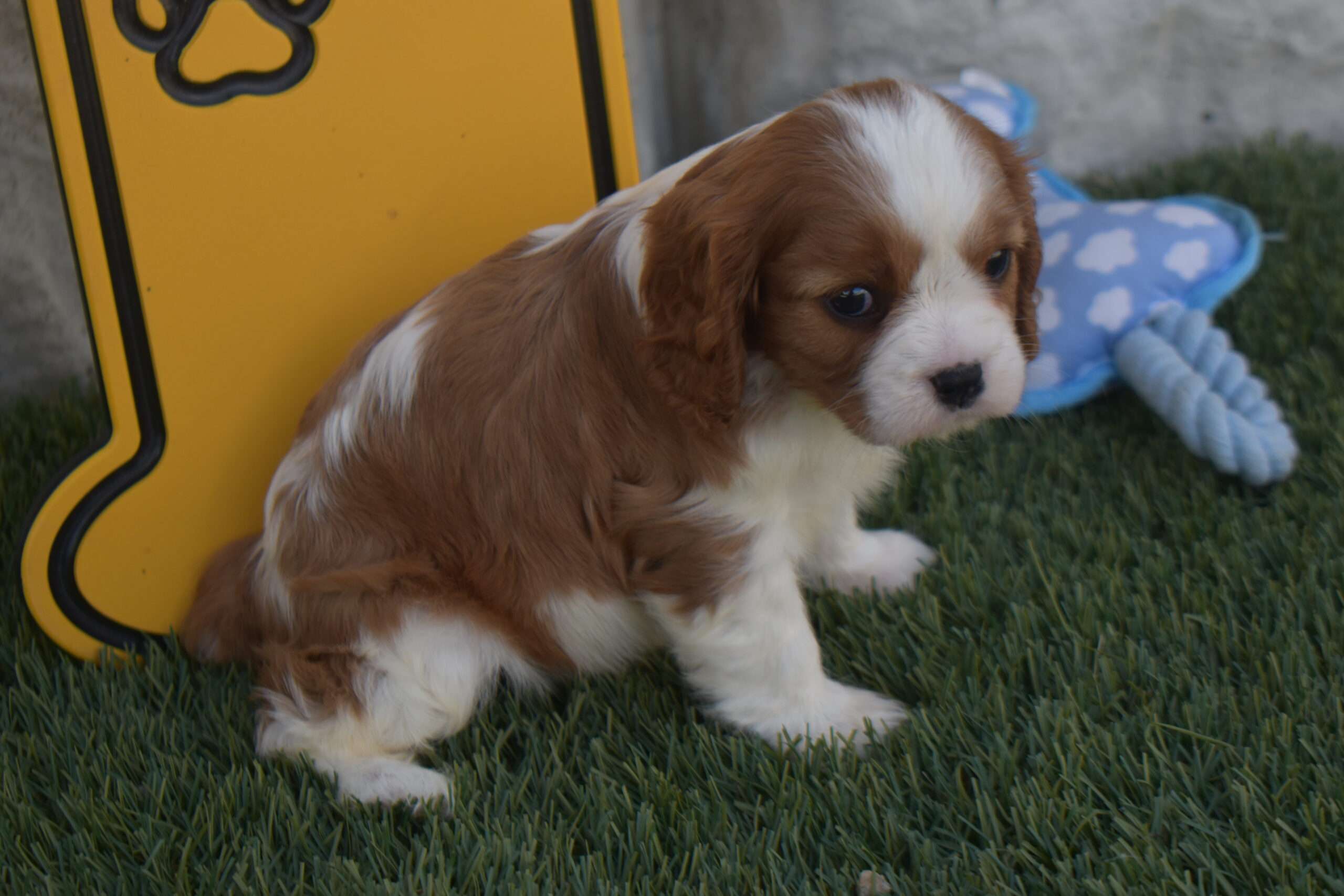 Ms. Bella the Cavalier - Image 2