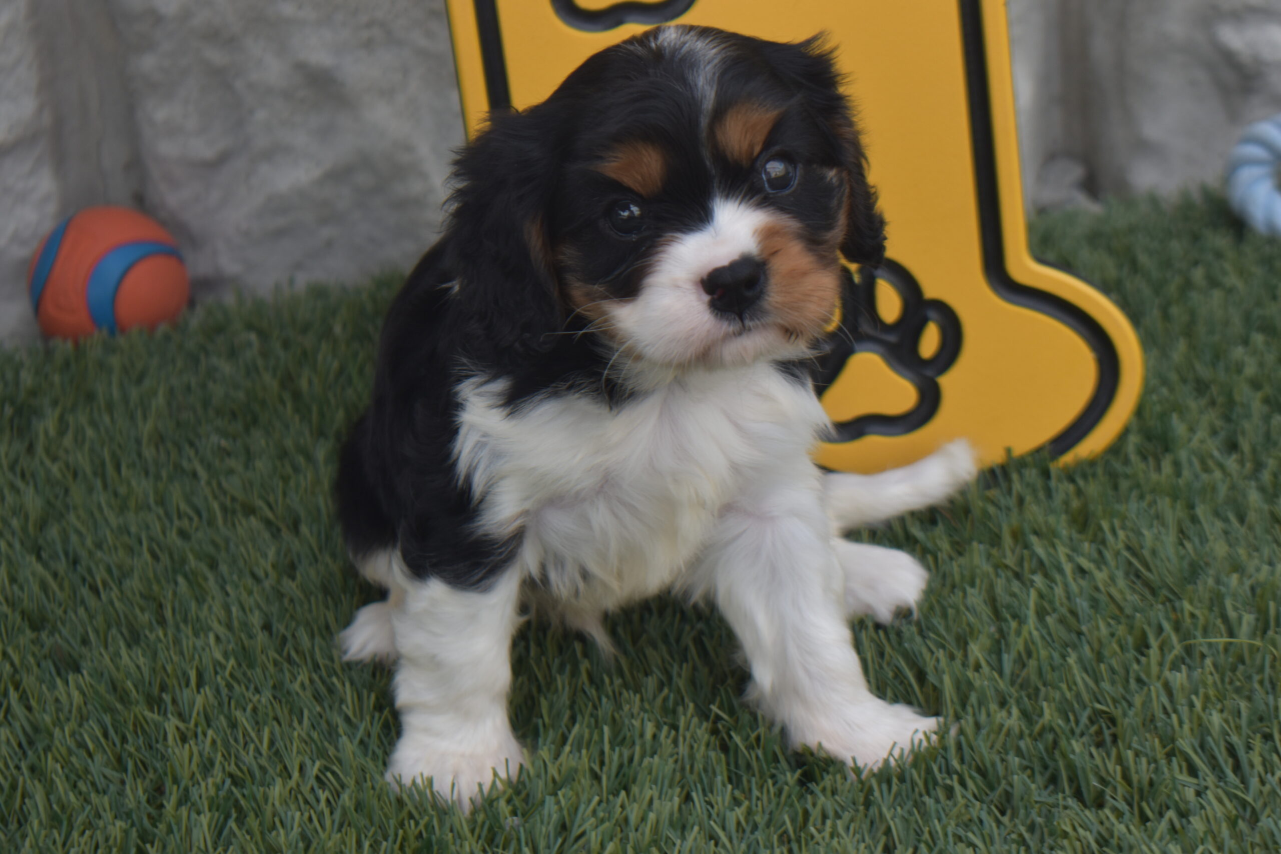 Mr.blake the Cavalier - Image 4