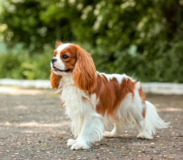 Blenheim Cavalier King Charles Spaniel standing outdoors