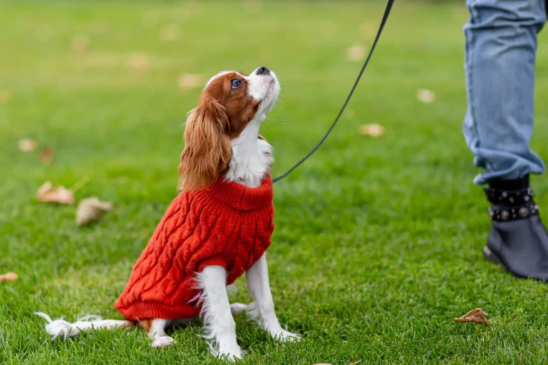 Cavalier King Charles Spaniel puppy in a red sweater sitting and looking up at its trainer during puppy training