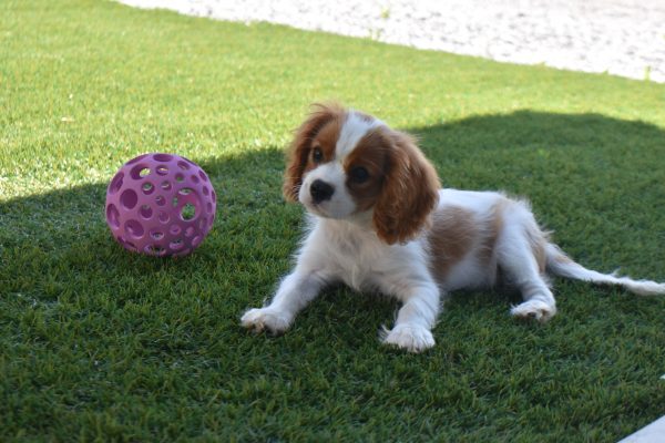 Mr. Rascal the Cavalier