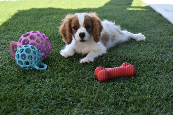 Mr. Rascal the Cavalier - Image 4