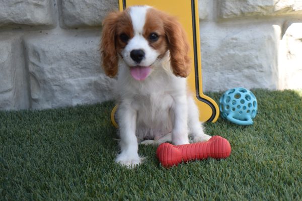 Mr. Rascal the Cavalier - Image 2
