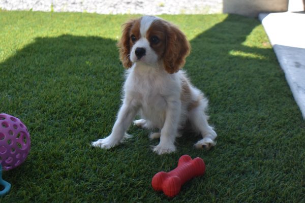 Mr. Rascal the Cavalier - Image 3